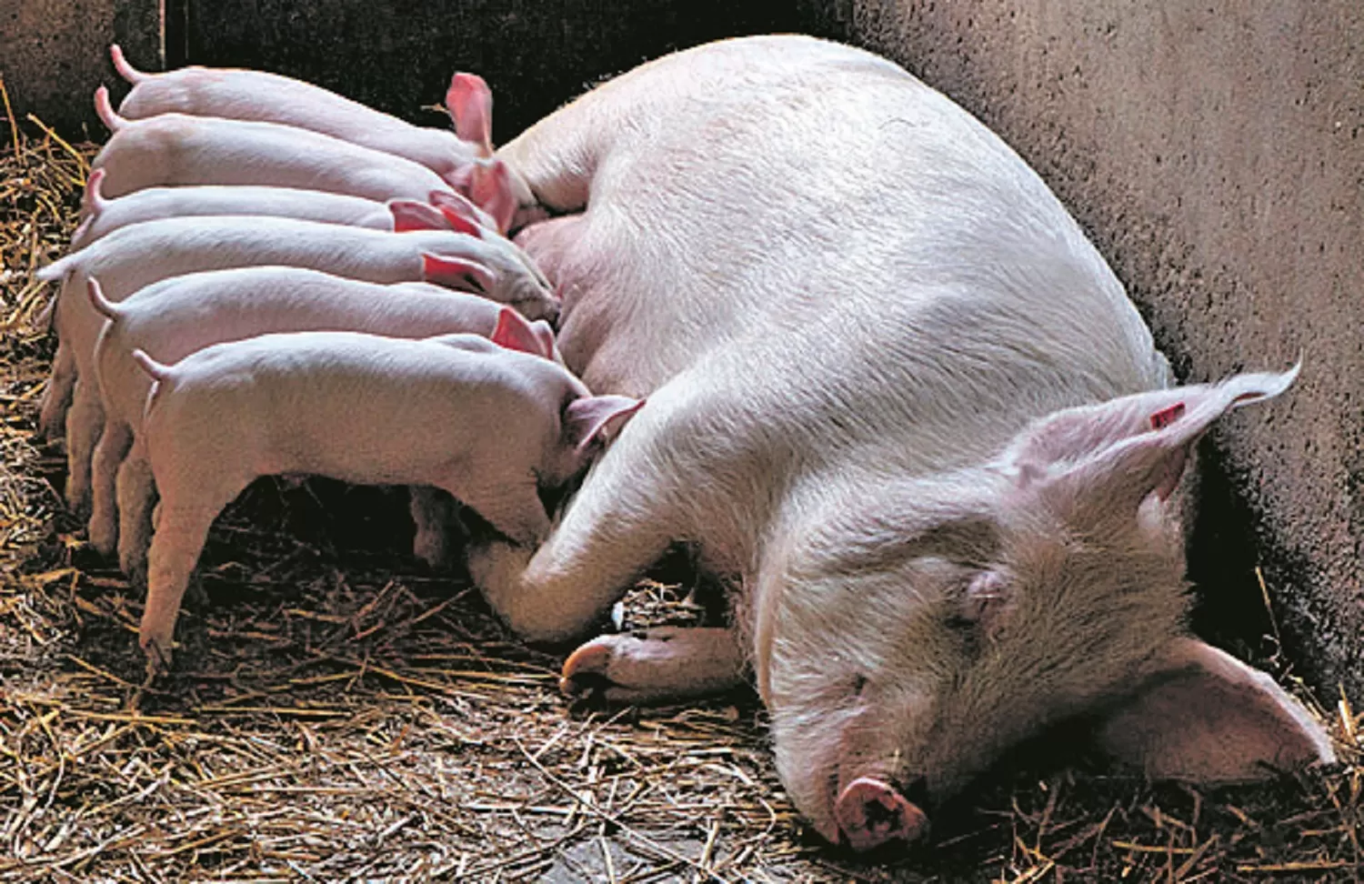 Dictan medidas para evitar el ingreso de la Peste Porcina Africana