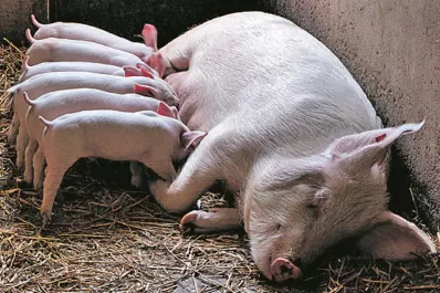 Dictan medidas para evitar el ingreso de la Peste Porcina Africana