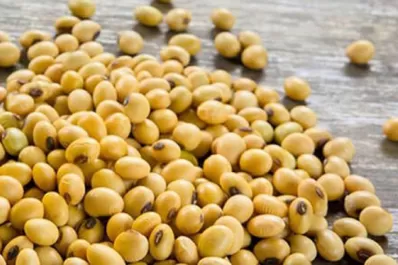 Rosario: la soja cerró en alza, impulsada por las subas en Chicago