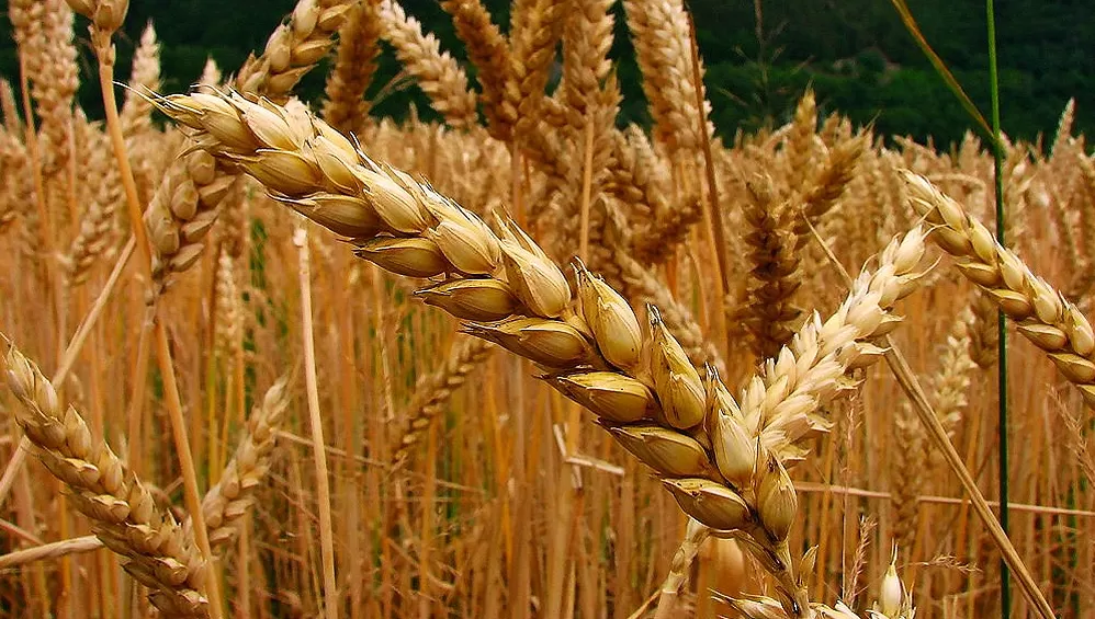 MOVIMIENTOS. La tonelada de trigo superó los U$S 300 en Chicago; se trata del mayor precio desde diciembre de 2012.