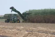 Abren las inscripciones para el Registro Cañero 2022 de Tucumán: ¿cuáles son los requisitos?