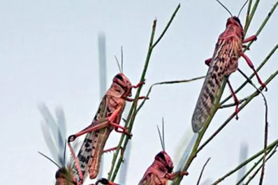 Vía libre para el uso de productos para control de langostas