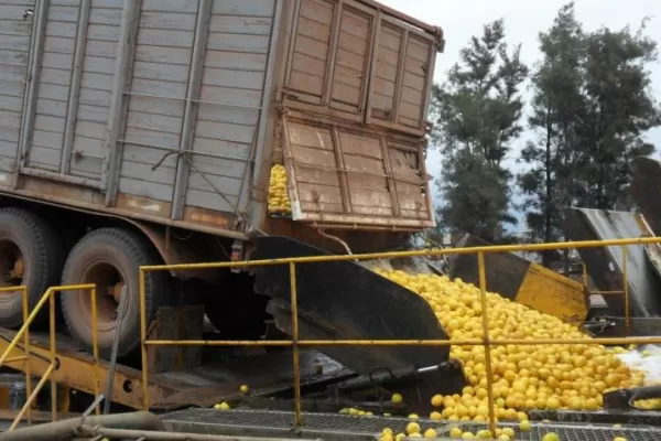 Muchos aportes de la Eeaoc al limón tucumano