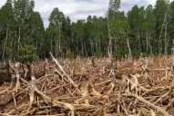 Deforestación récord en Brasil