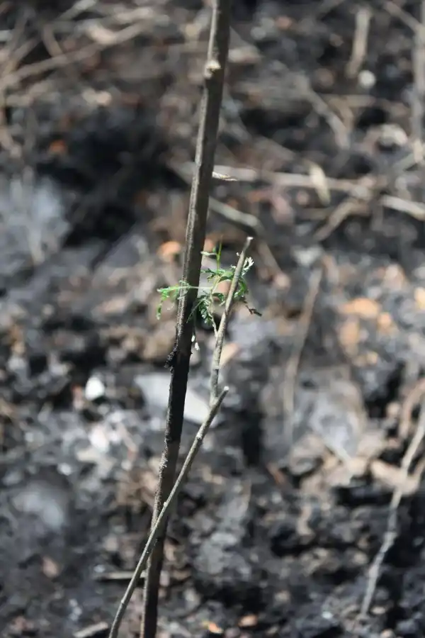 NUEVA VIDA. Los árboles colorean y llenan de vida la zona quemada. 