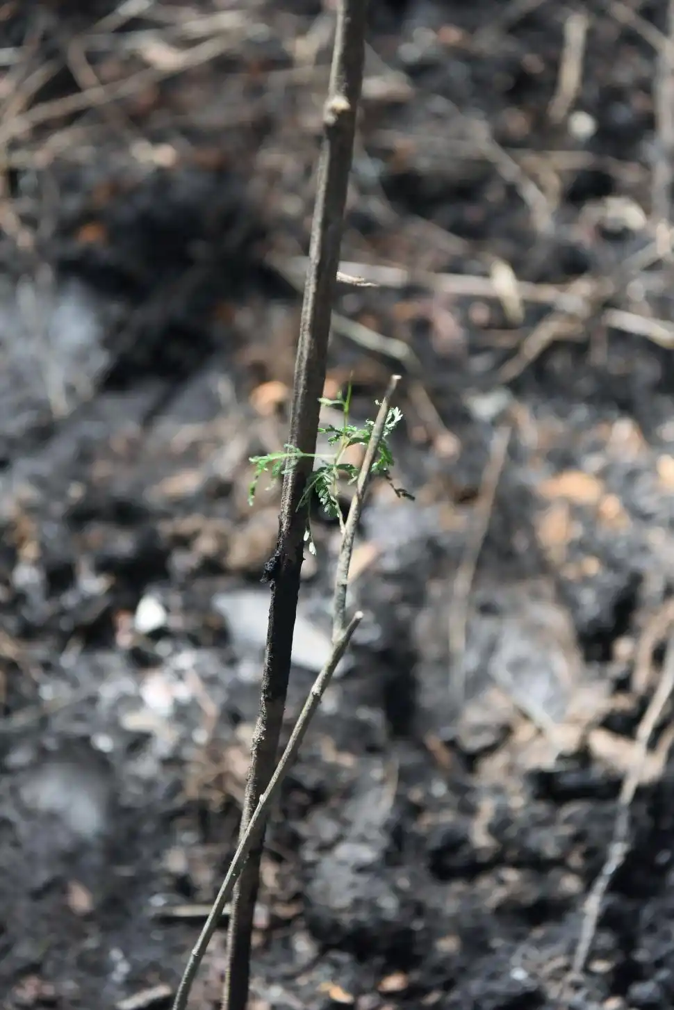 NUEVA VIDA. Los árboles colorean y llenan de vida la zona quemada. 