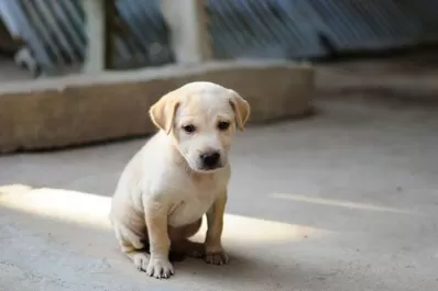 Buscan prohibir la venta de perros, gatos y conejos en Nueva York