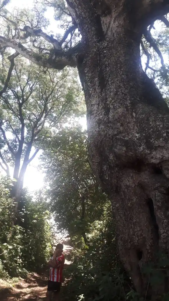  Yerba Buena proyecta islas de naturaleza en medio de zonas urbanas