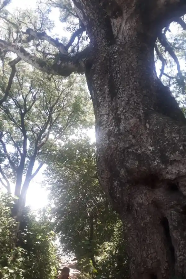  Yerba Buena proyecta islas de naturaleza en medio de zonas urbanas