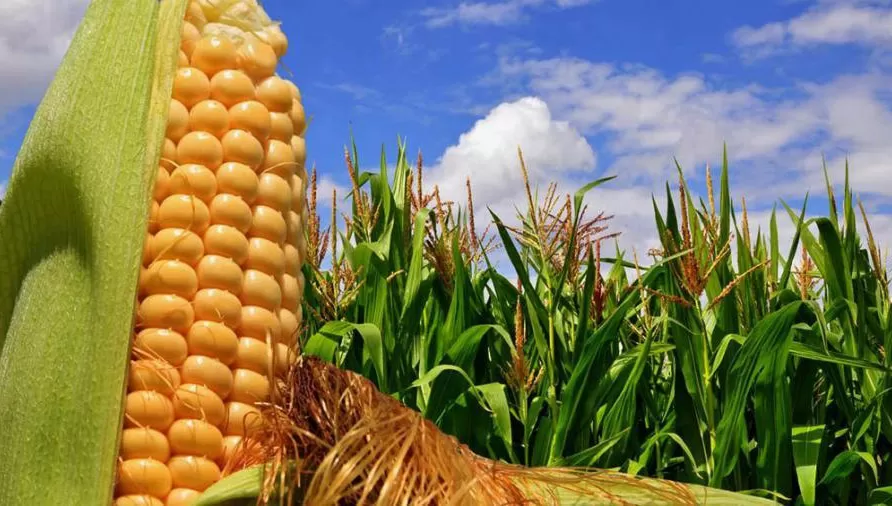 CAÍDAS. En el mercado de Chicago bajaron los precios del maíz y de la soja.
