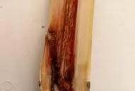 Esta campaña, el “gusano perforador” dañó un 5,5% de la caña en Tucumán