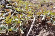 Estos meses son clave para las malezas