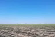 Información para manejo de plagas en la caña