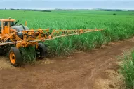 Pros del control químico contra D. Saccharalis