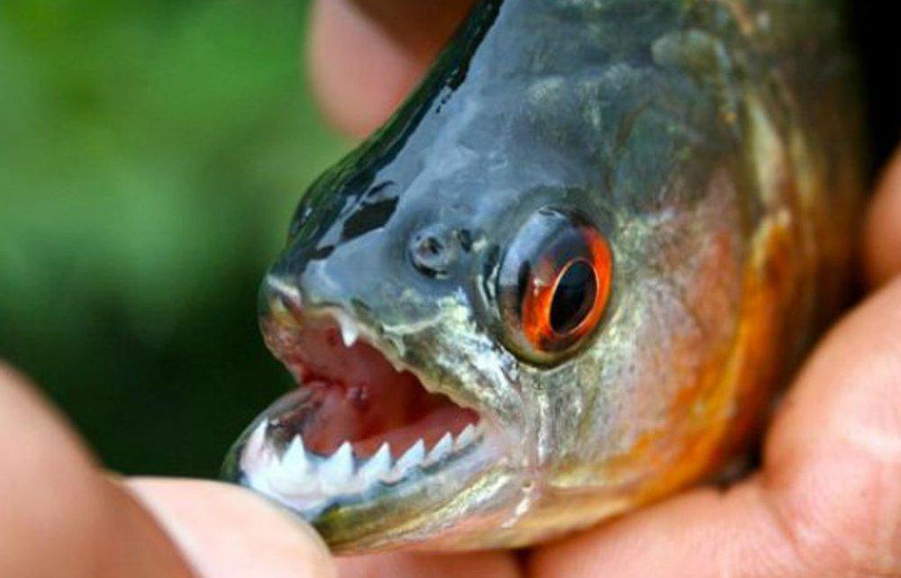 Una joven perdió un dedo y hay más de 30 heridos por un ataque de palometas en Santa Fe - LA GACETA Tucumán