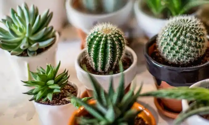 CACTUS. Las espinas son efecto de su adaptación a zonas desérticas. 