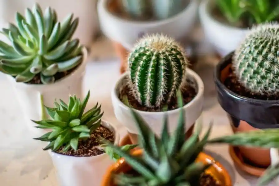 CACTUS. Las espinas son efecto de su adaptación a zonas desérticas. 