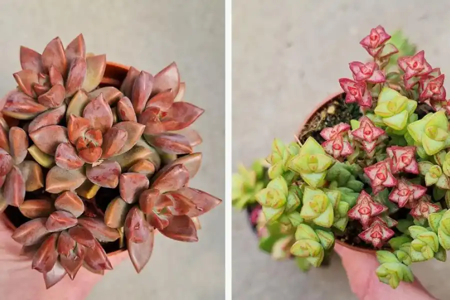        Graptosedum cv. Bronze                       Crassula Rupestris   
