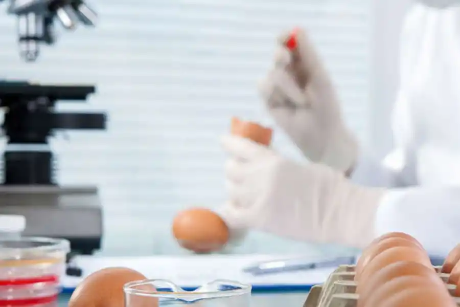 Salta, en alerta por un brote de Salmonella: qué es, cómo se contagia y cuáles son las medidas de prevención