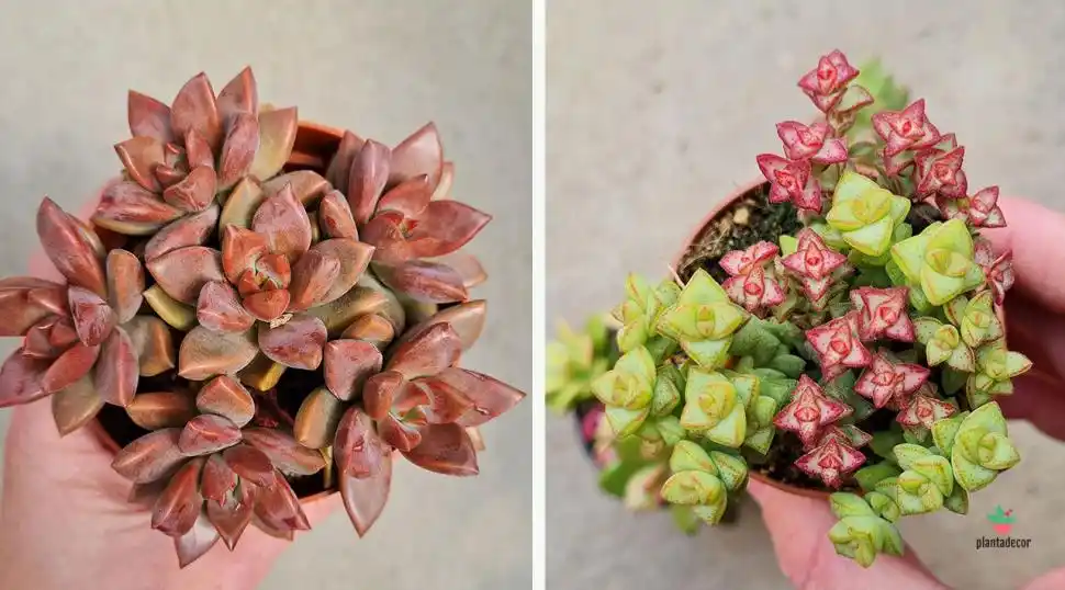        Graptosedum cv. Bronze                       Crassula Rupestris   