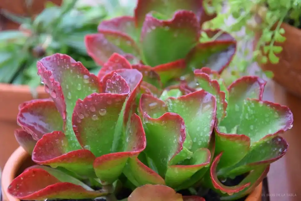VARIEDAD. Las crasas tienen formas, tamaños y colores diversos.