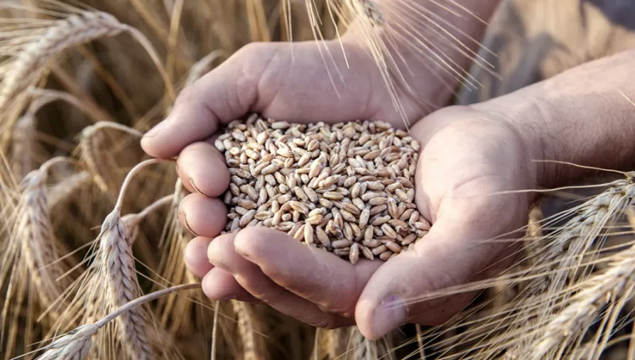 CÁLCULO OPTIMISTA. Estiman una producción de trigo de 20,3 millones de toneladas.