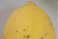 Mancha negra: detallan cuatro aspectos clave para su manejo