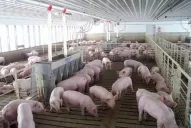 El Senasa brindó una capacitación sobre la Peste Porcina Africana