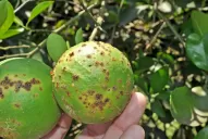 Bajó la intercepción por problemas cuarentenarios