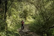 Advierten sobre los escasos fondos para bosques en el presupuesto 2022