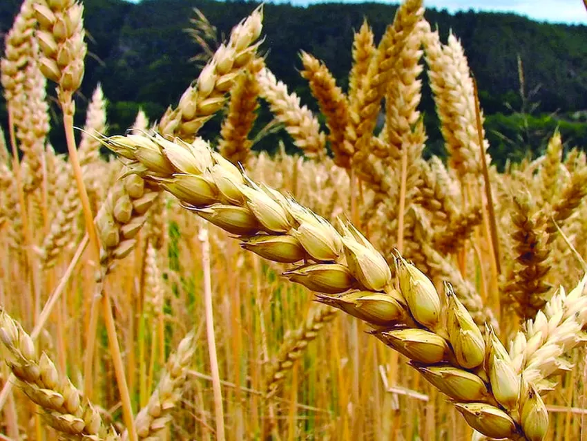 NUEVA VARIEDAD. El trigo con tecnología HB4 ya puede ingresar a Brasil.  