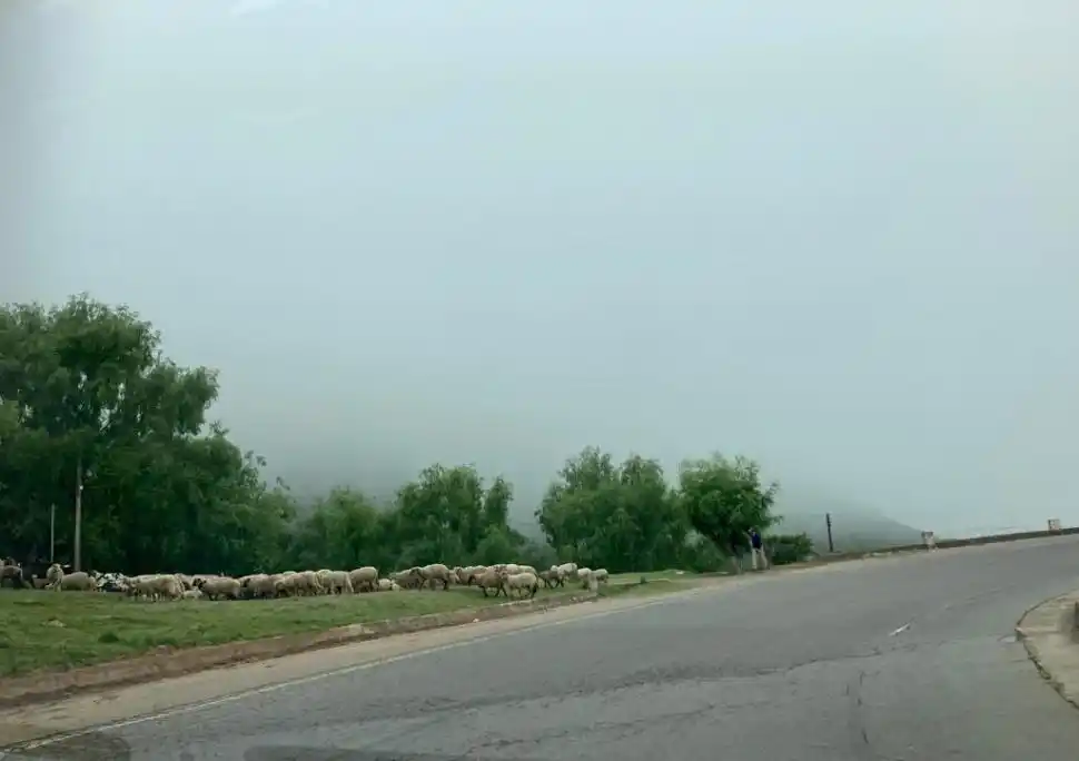 Los animales circulan libres por la 307, de Las Mesadas al Infiernillo