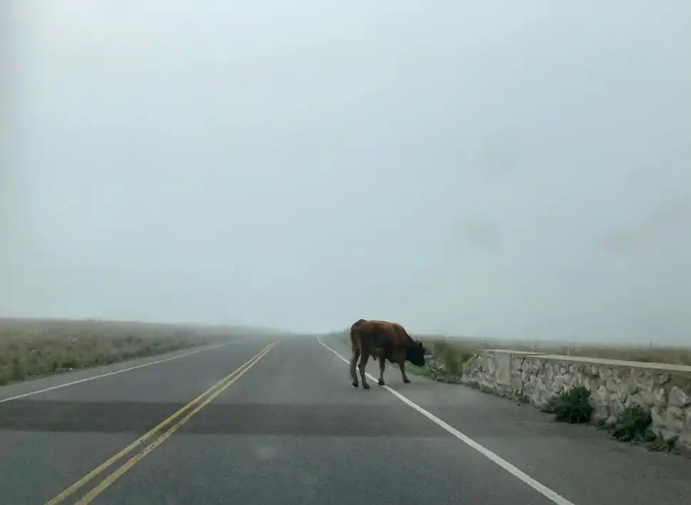 Los animales circulan libres por la 307, de Las Mesadas al Infiernillo