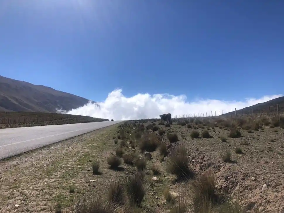 UNA VACA MIRA EN EL INFIERNILLO. Ayer a las 9 una espesa nube cubría Tafí del Valle. Arriba sol, abajo llovizna. El rumiante pastaba a pocos metros del asfalto. 