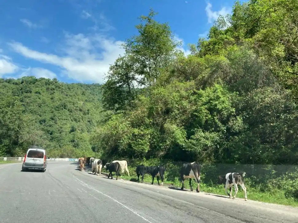 EN LA SUBIDA, CERCA DEL FIN DEL MUNDO. Una enorme manada circulaba el sábado a las 11, guiada por dos arrieros a caballo.