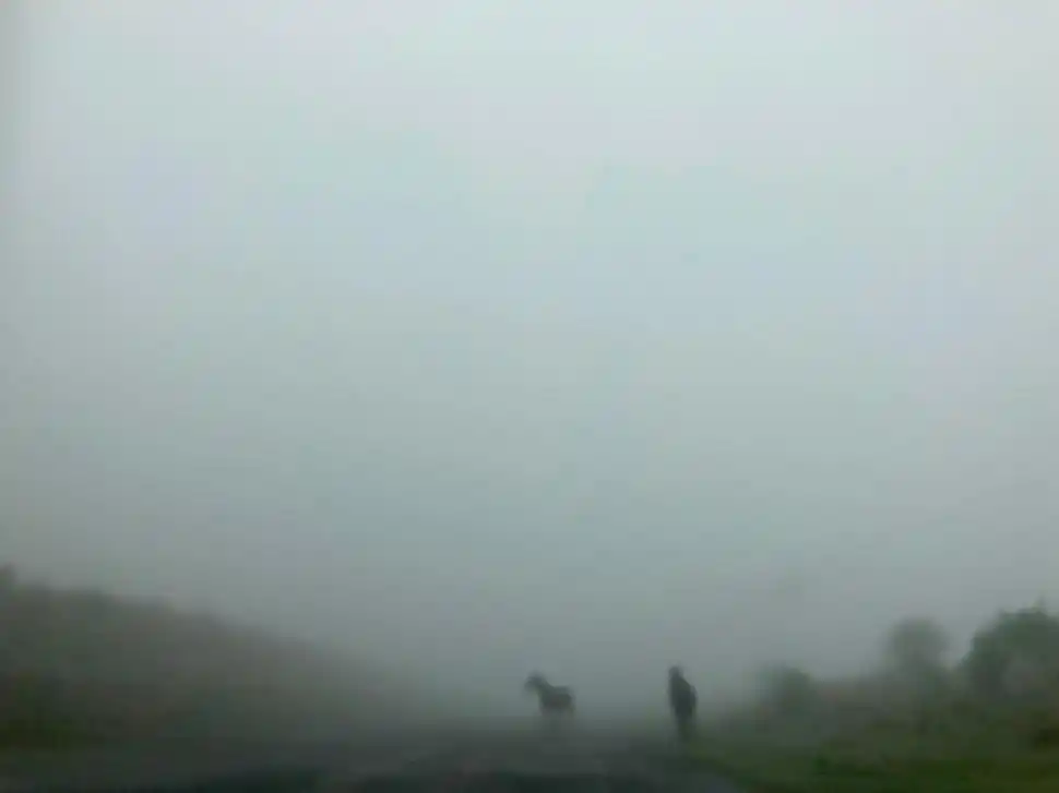 CABALLOS EN LA NIEBLA. Ayer a las 9.30 en la bajada desde El Infiernillo. Estaban en medio de la ruta. 
