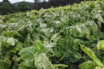 Tabaco: Ponen fecha para el inicio del pago de $30 millones por cobertura ante siniestros climáticos