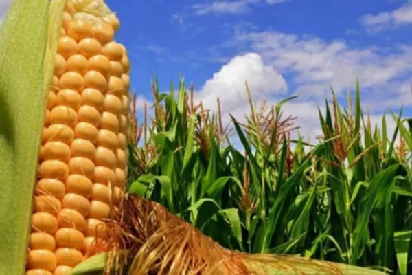 Argentina: estiman que se sembrarán 7,3 millones de hectáreas de maíz