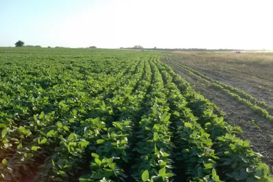 Panorama sobre el escenario actual de los granos