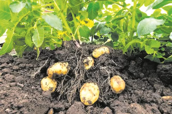 Científicos argentinos desarrollan una papa tolerante a la sequía