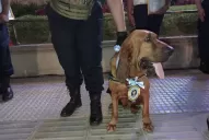La perra adiestrada Wanda también fue condecorada en el aniversario de la Policía de Tucumán