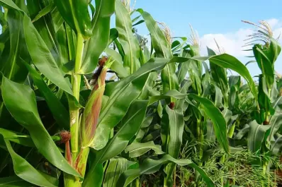 Informe del estado en la zona núcleo