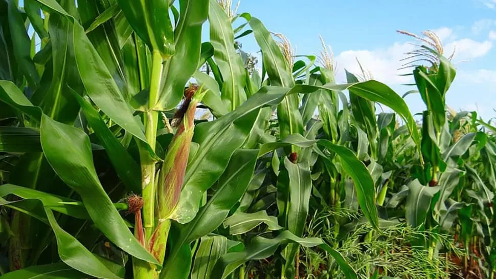 ETAPA. El maíz temprano está desarrollándose en muy buenas condiciones. 