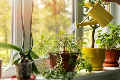 Cómo lograr que tus plantas estén sanas