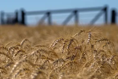 Por la guerra en Ucrania: panaderos advierten que los molinos suspendieron la venta de harina