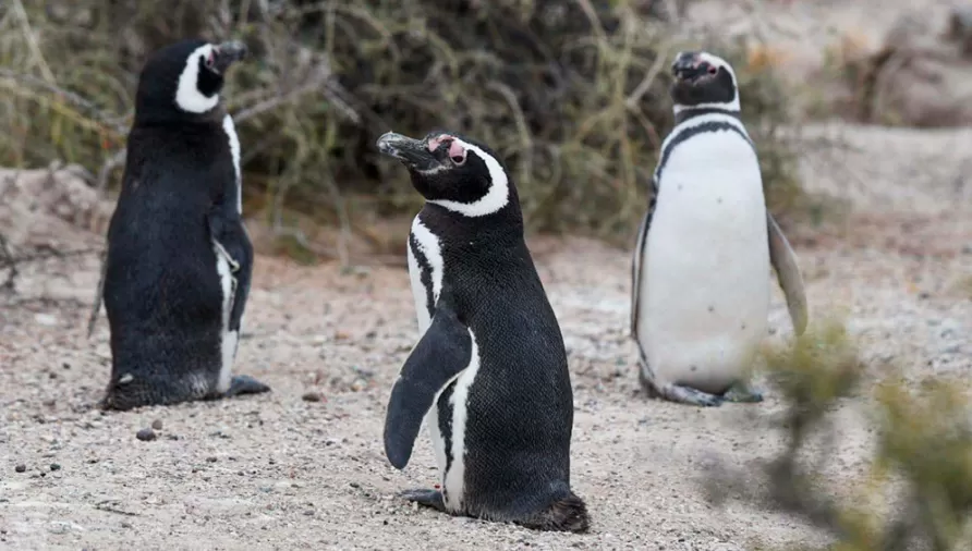 INFORME. Científicos evaluarán el daño causado por un particular a una colonia de pingüinos.