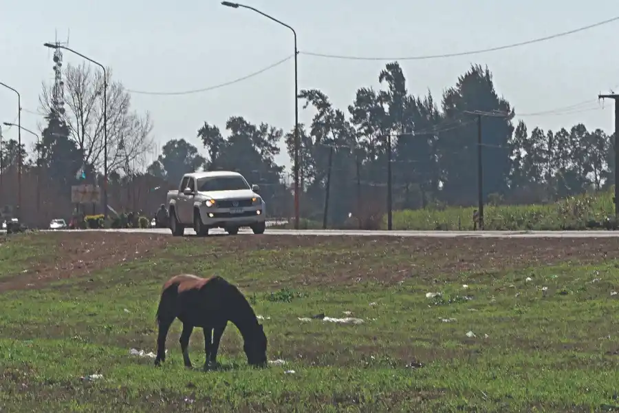 Animales sueltos, el problema de siempre