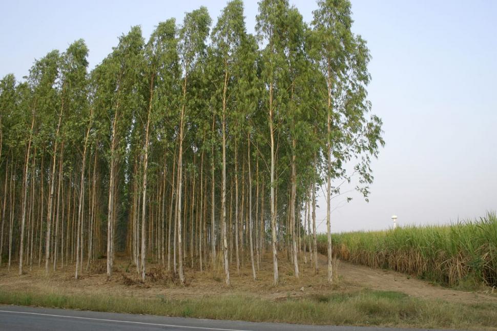 PLAN. Buscan plantar un promedio de dos árboles por habitante del país. 
