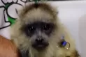 Encontraron un mono Carayá, cautivo en una casa del barrio Diza