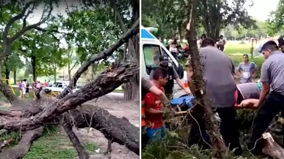 Un árbol cayó en el Parque Guillermina hace dos semanas y dos personas resultaron heridas